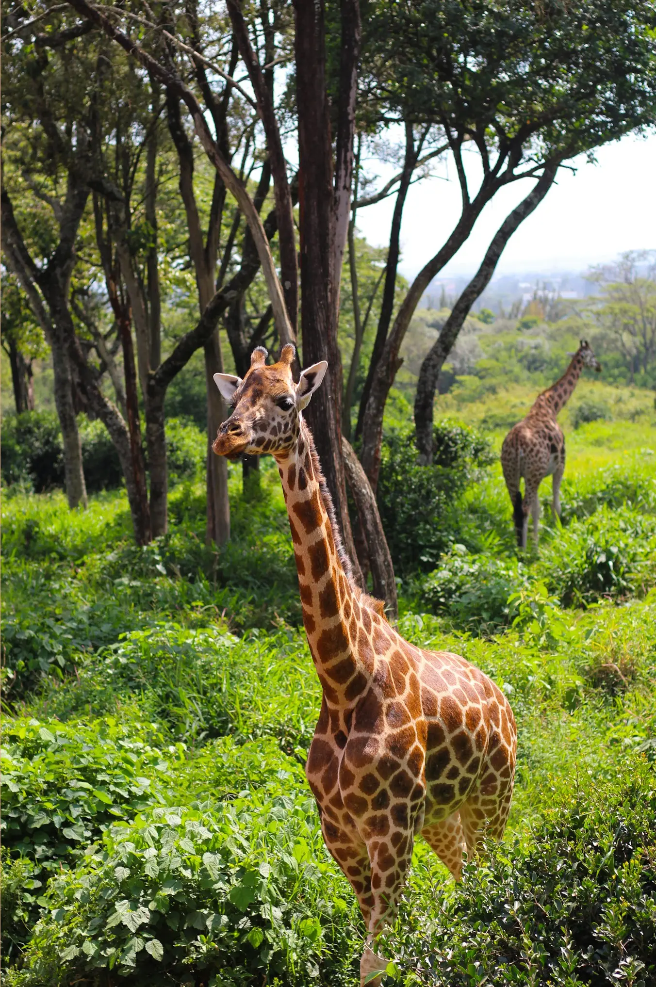 Nairobi Safari Experience