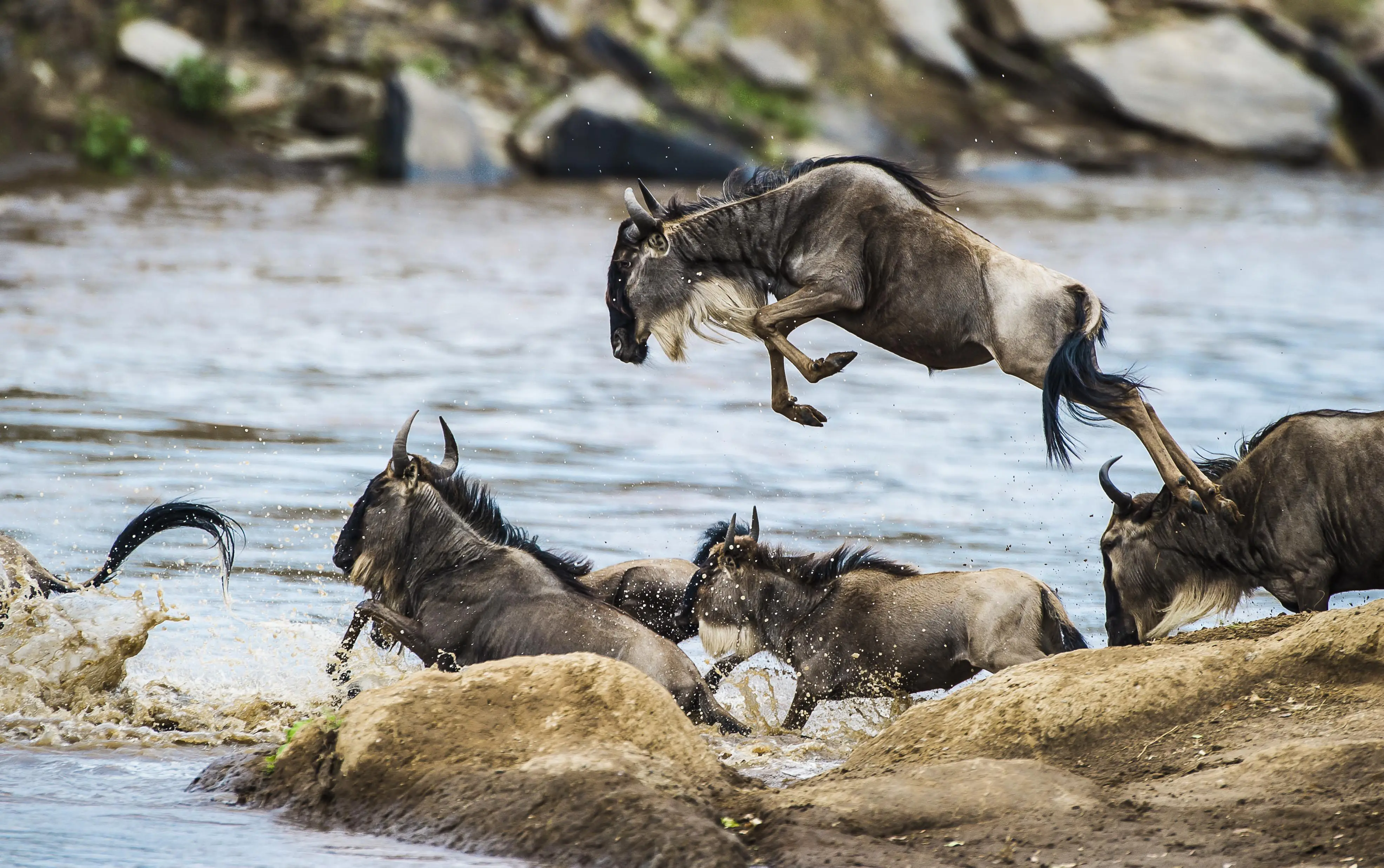 Serengeti Central Game Drive in Tanzania