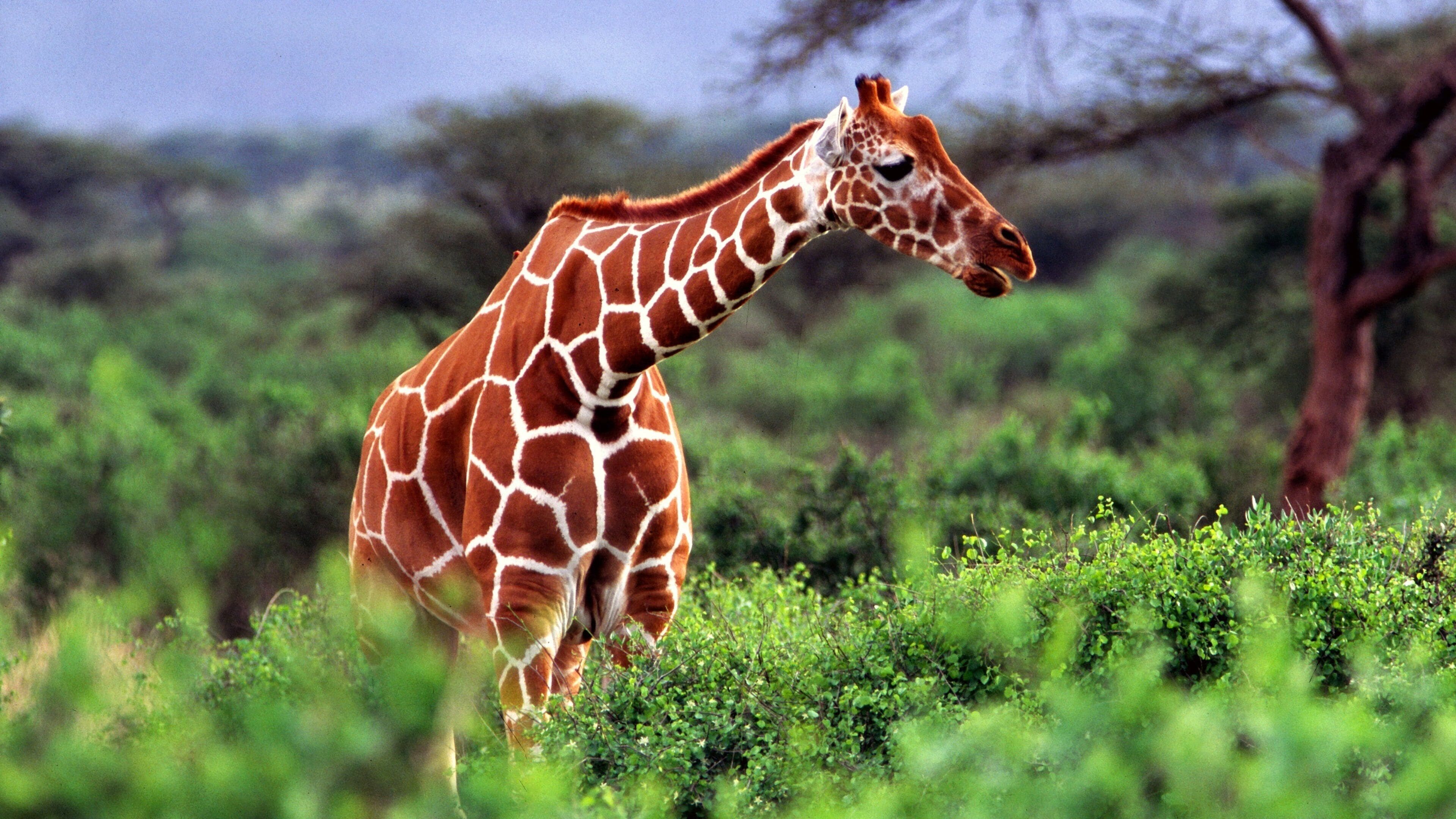 Kenya's Most Iconic Wilderness Landscapes