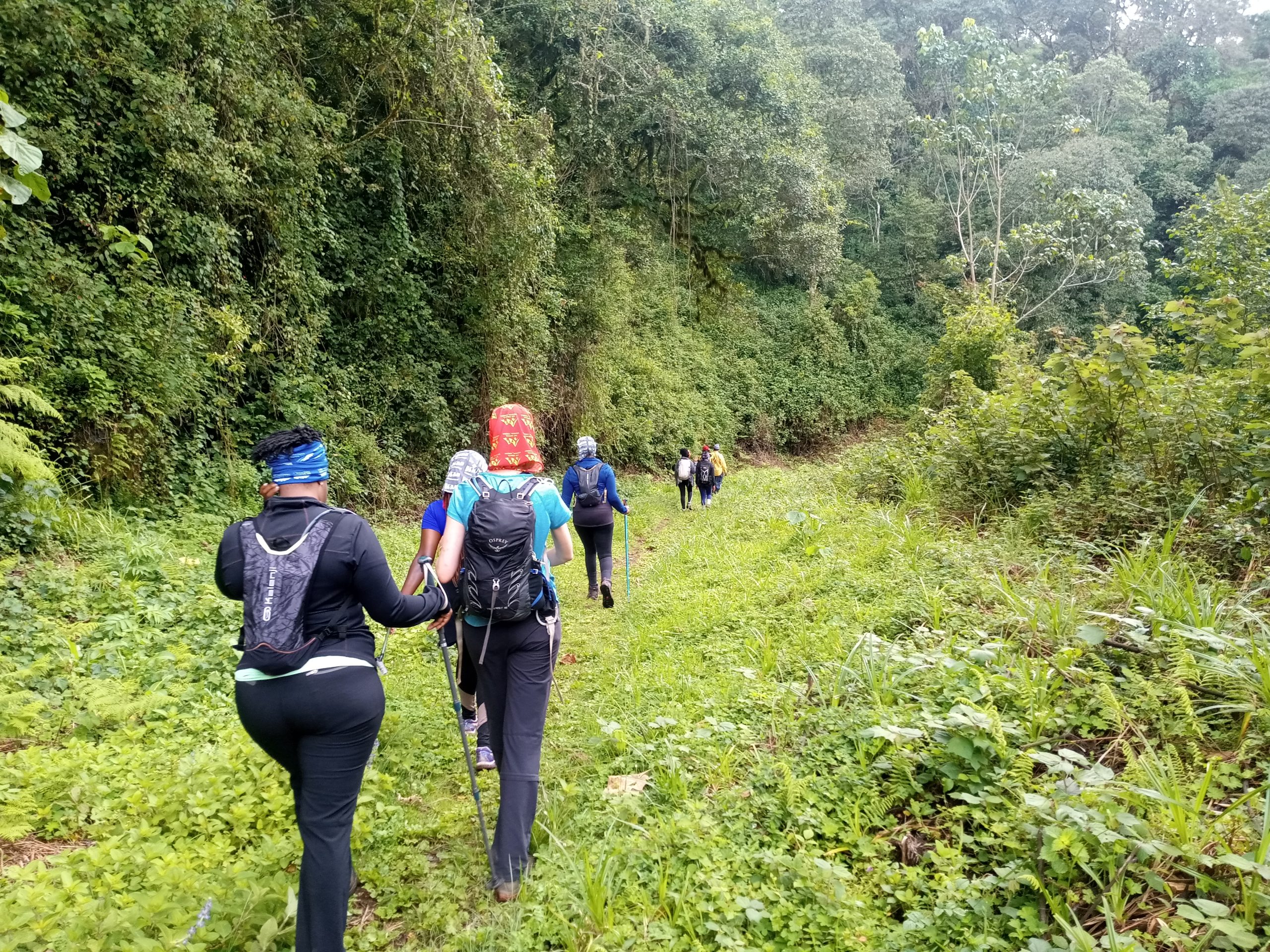 Mt. Kenya & Castle Forest Hike