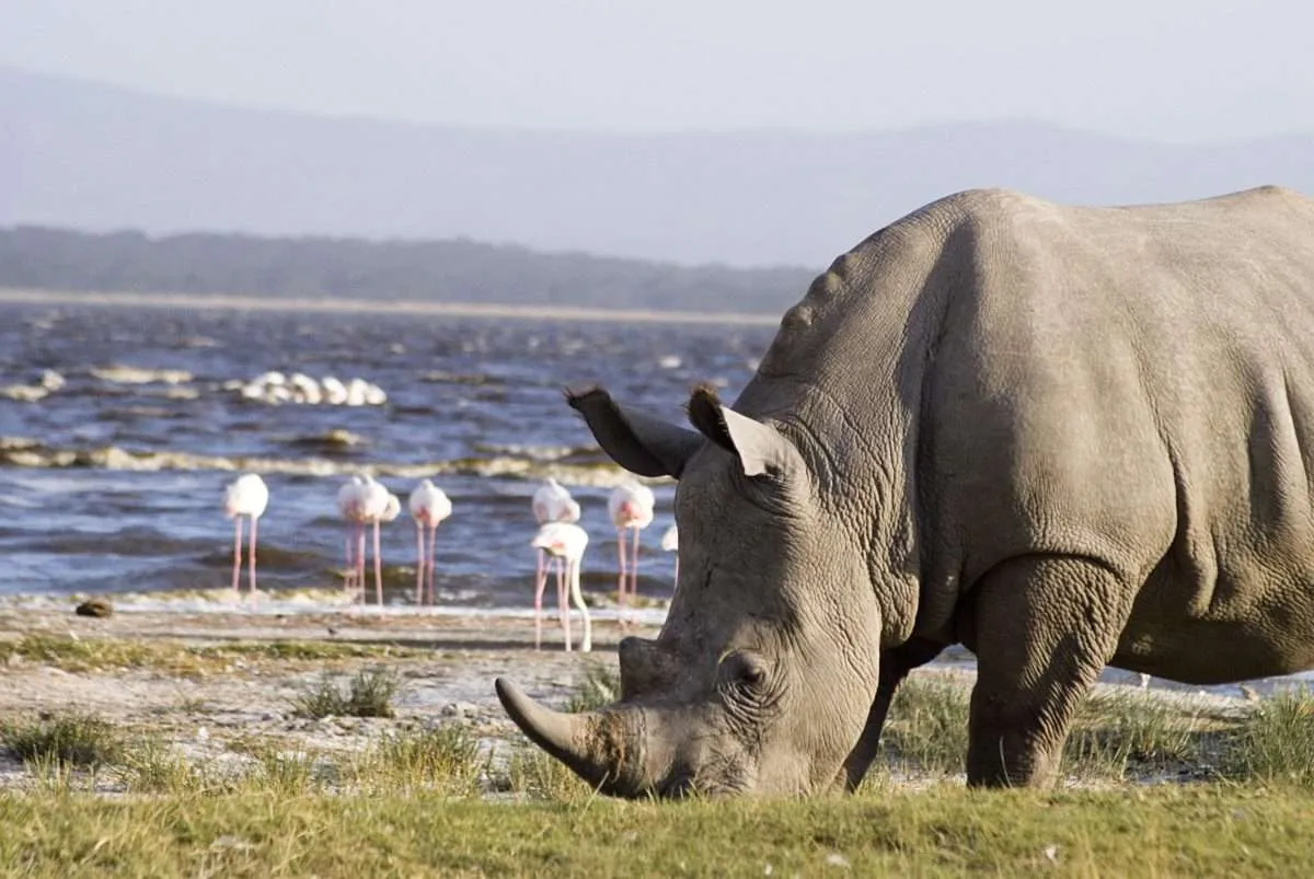 Kenya - Classic Safari Escape