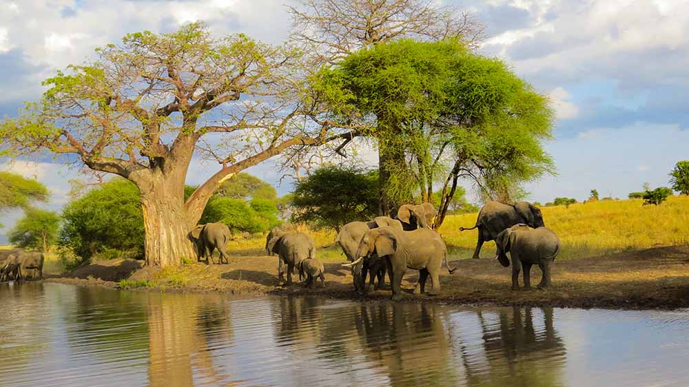 Tanzania - Tarangire & Ngorongoro Safari